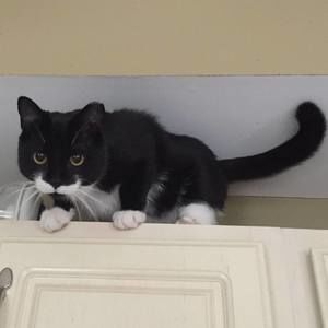 Meet your Posher, Lacey